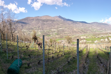 Passeggiata tra i vigneti